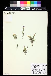 Penstemon teucrioides image