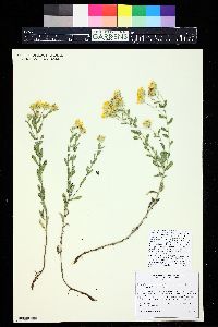 Heterotheca villosa var. nana image