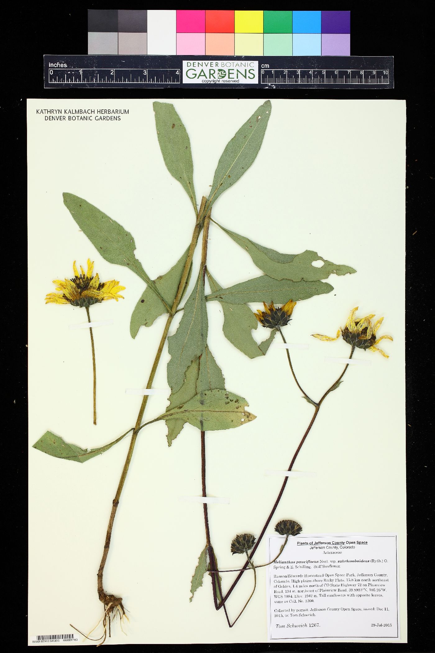 Helianthus pauciflorus subsp. subrhomboideus image