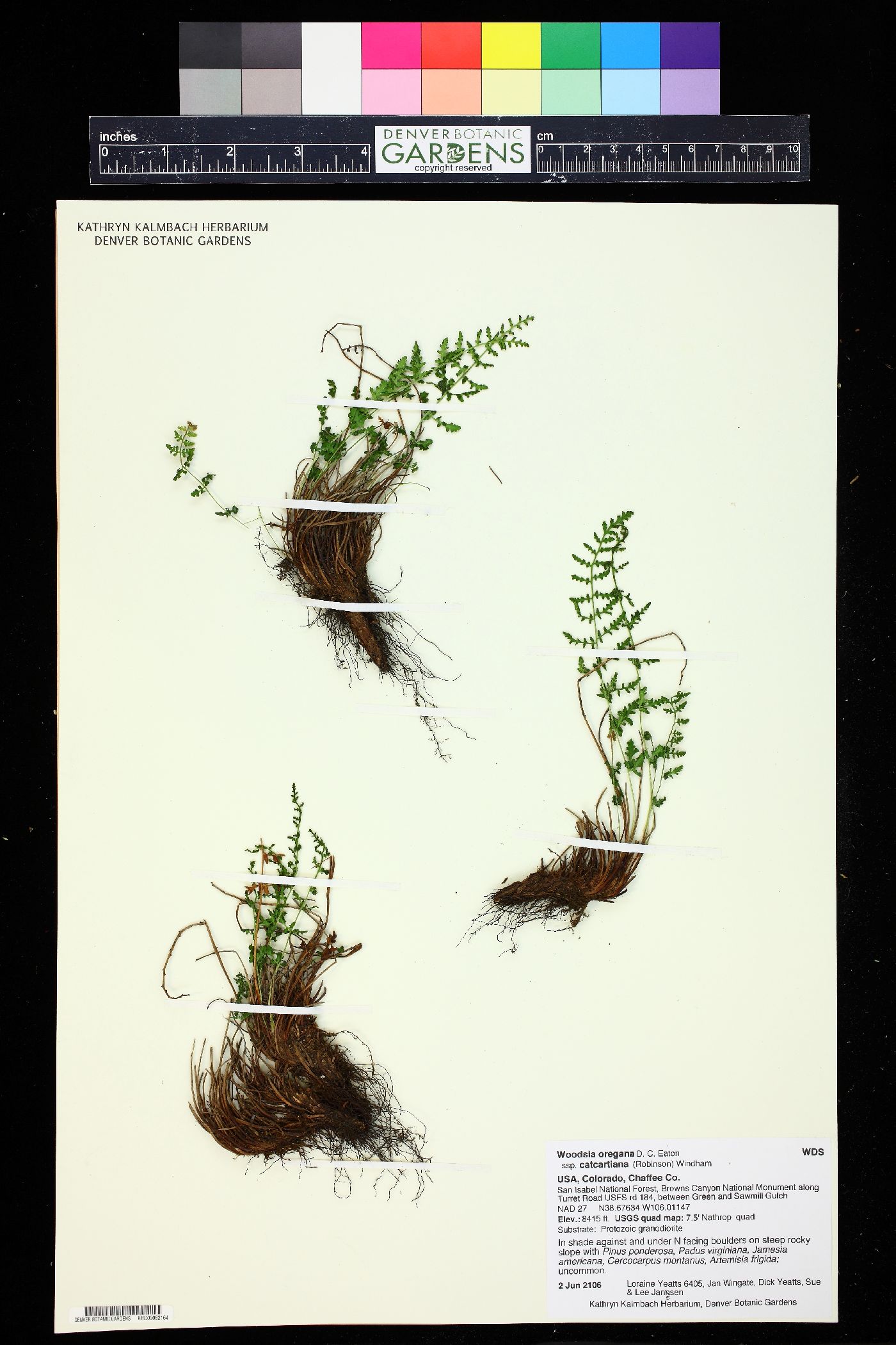 Woodsia oregana subsp. cathcartiana image