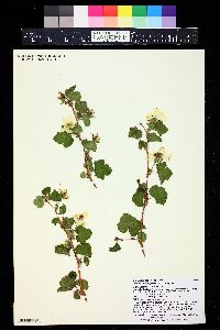 Rubus deliciosus image