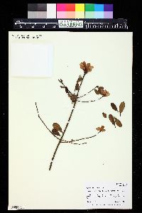 Myrsine sandwicensis image