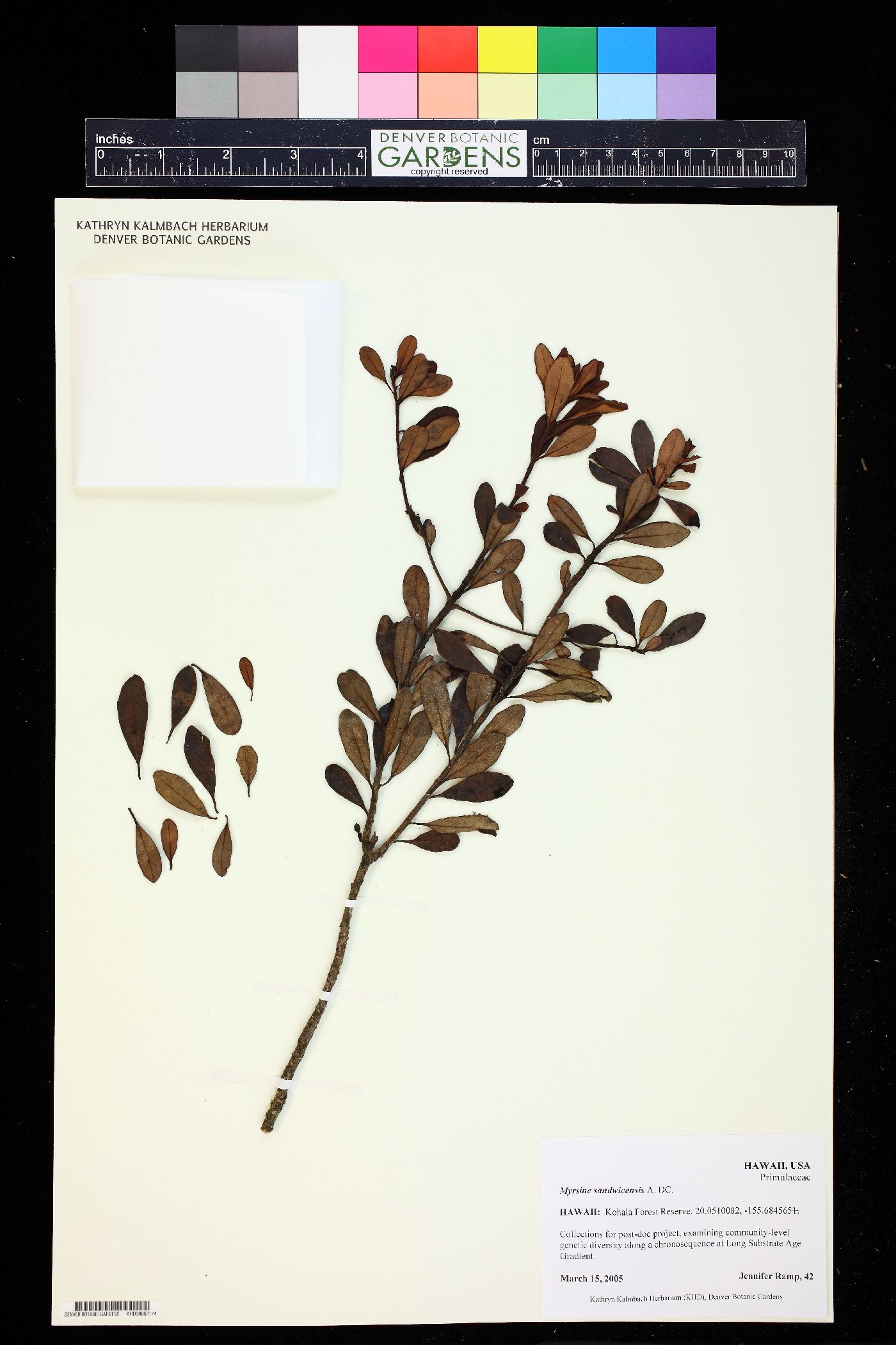 Myrsine sandwicensis image