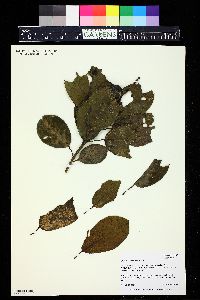 Ilex anomala image