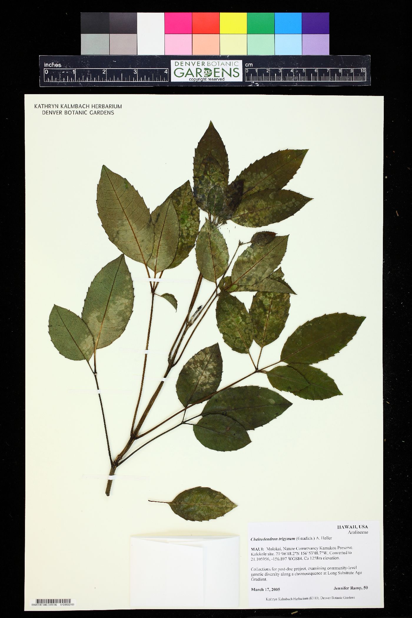 Cheirodendron trigynum image