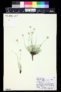 Erigeron canus image