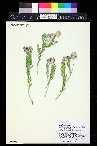 Astragalus laxmannii var. robustior image