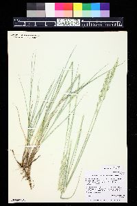 Pascopyrum smithii image