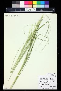 Calamovilfa longifolia image