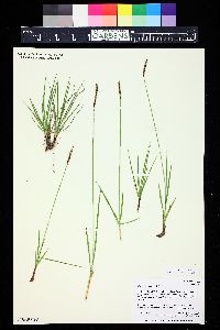 Carex scirpoidea image