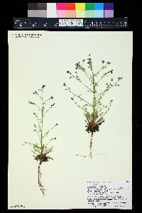 Aliciella pinnatifida image