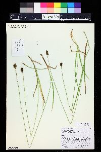 Carex macloviana image