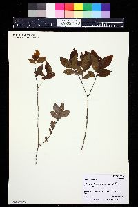 Vaccinium calycinum image