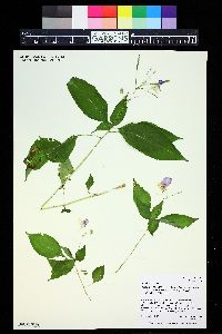 Impatiens bicolor image