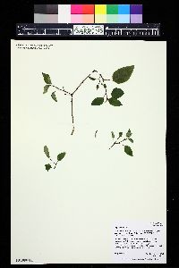 Impatiens hians image