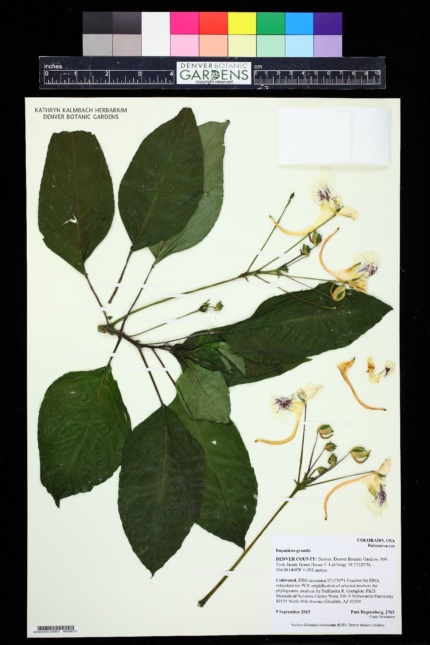 Impatiens grandis image