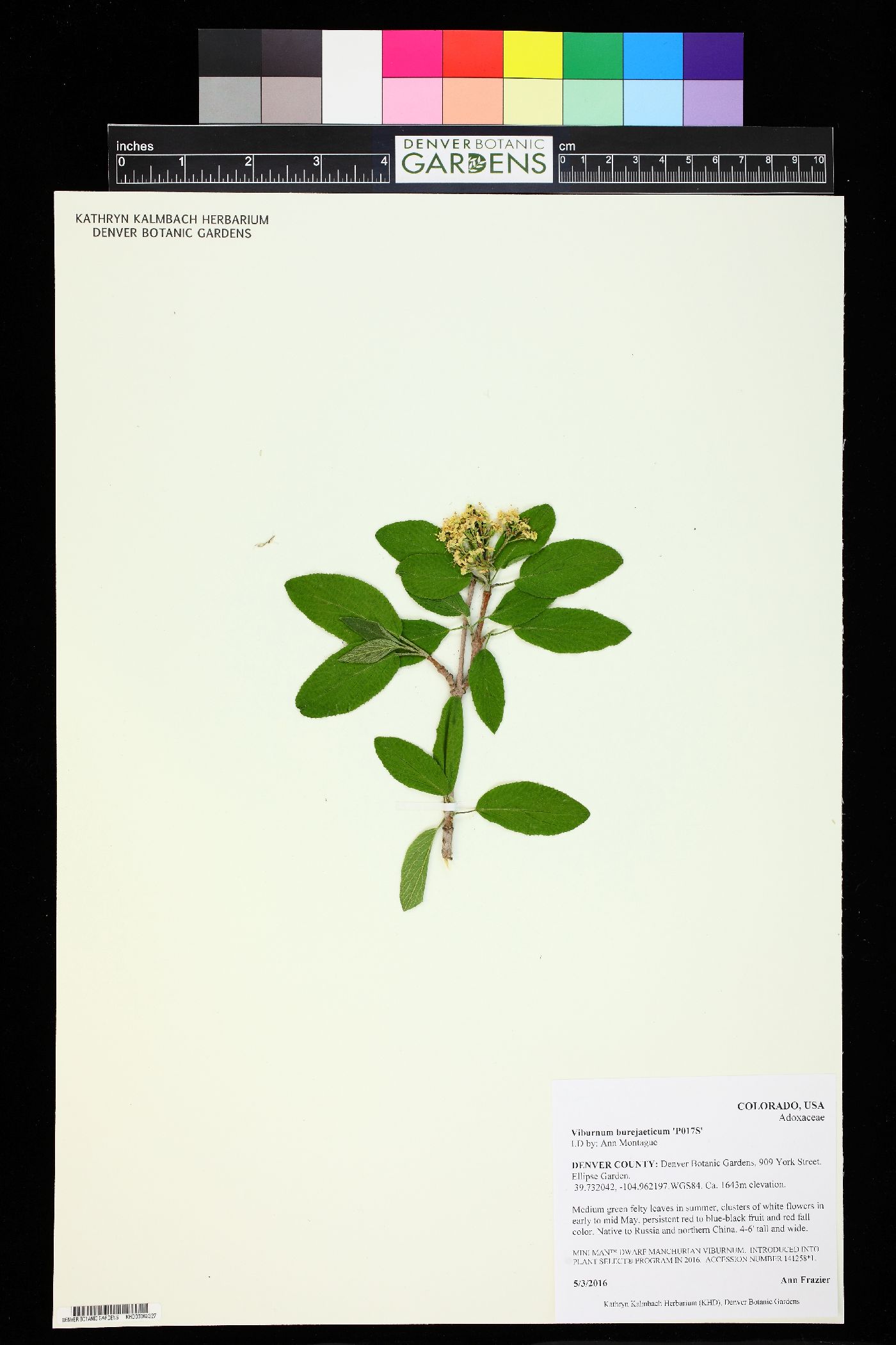 Viburnum burejaeticum image