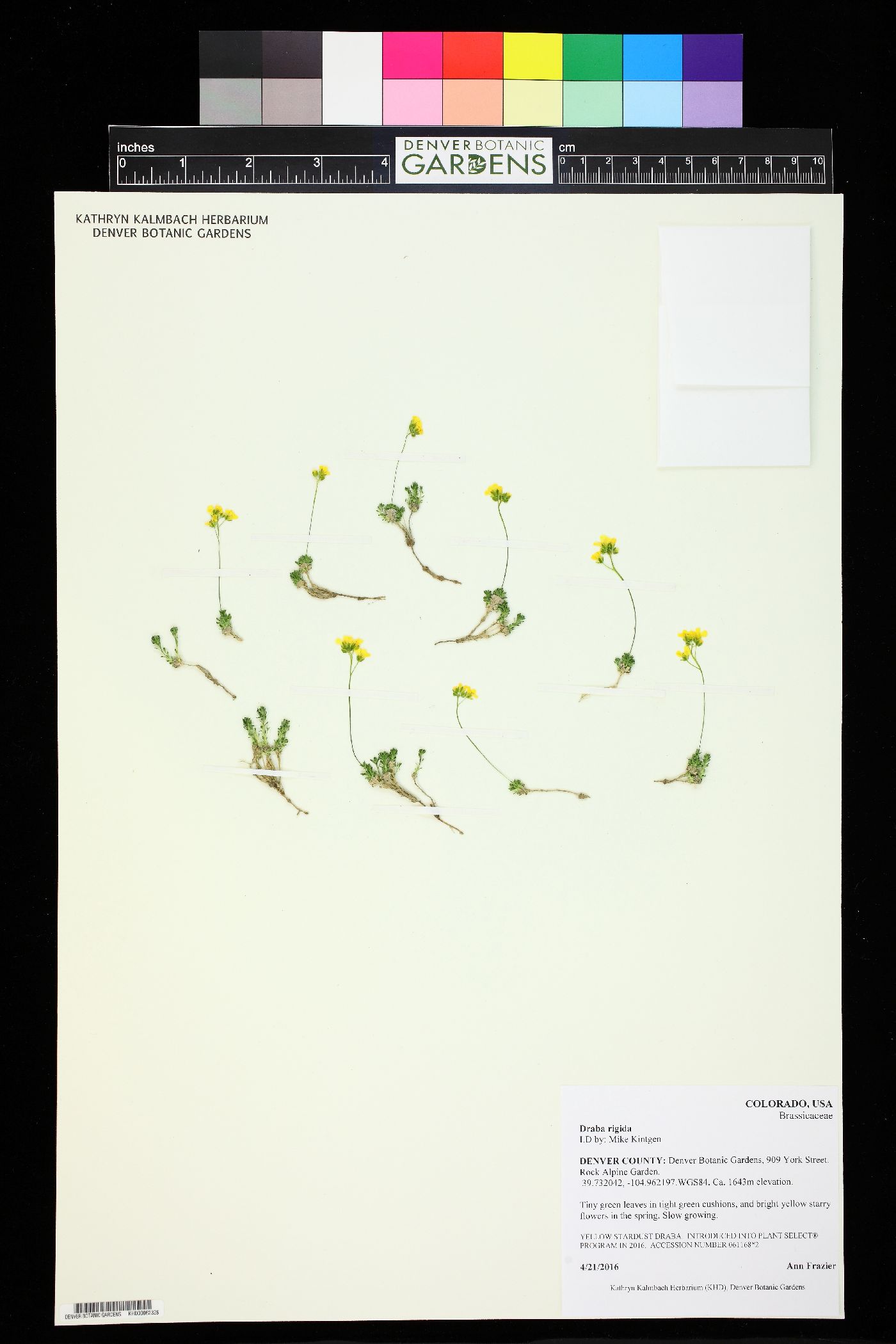 Draba rigida image