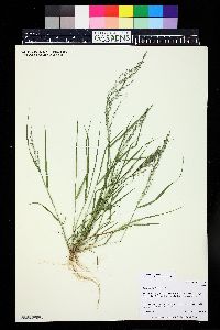 Eragrostis pilosa image