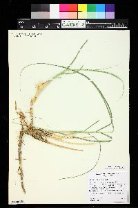 Spartina pectinata image