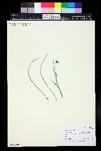 Anticlea elegans image