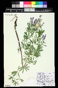 Lupinus argenteus var. parviflorus image