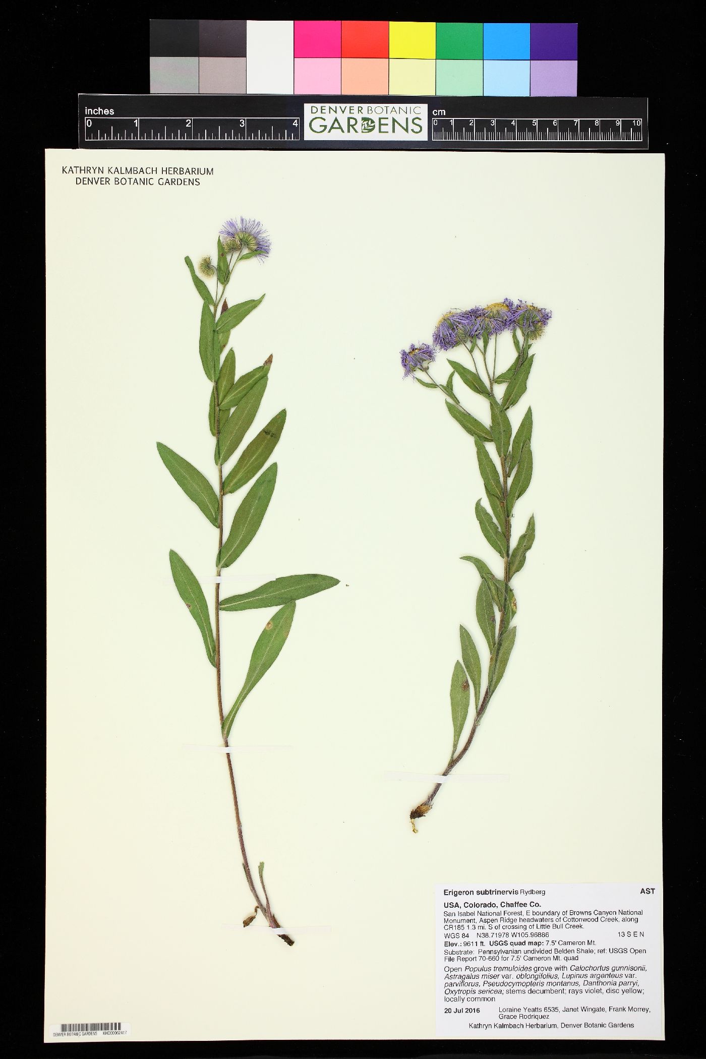 Erigeron subtrinervis image