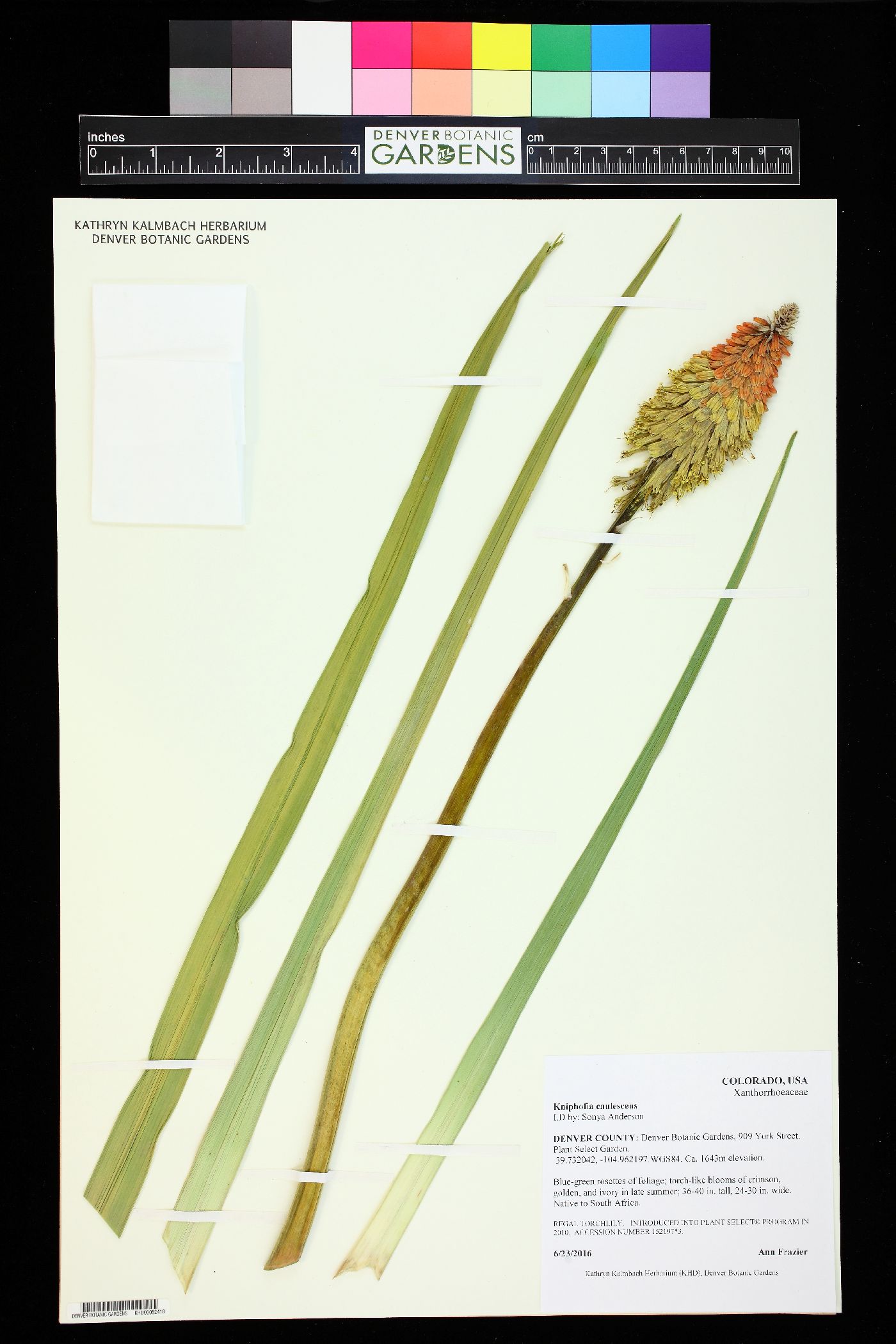 Kniphofia caulescens image