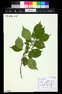 Prunus nigra image