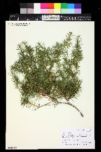 Juniperus rigida image