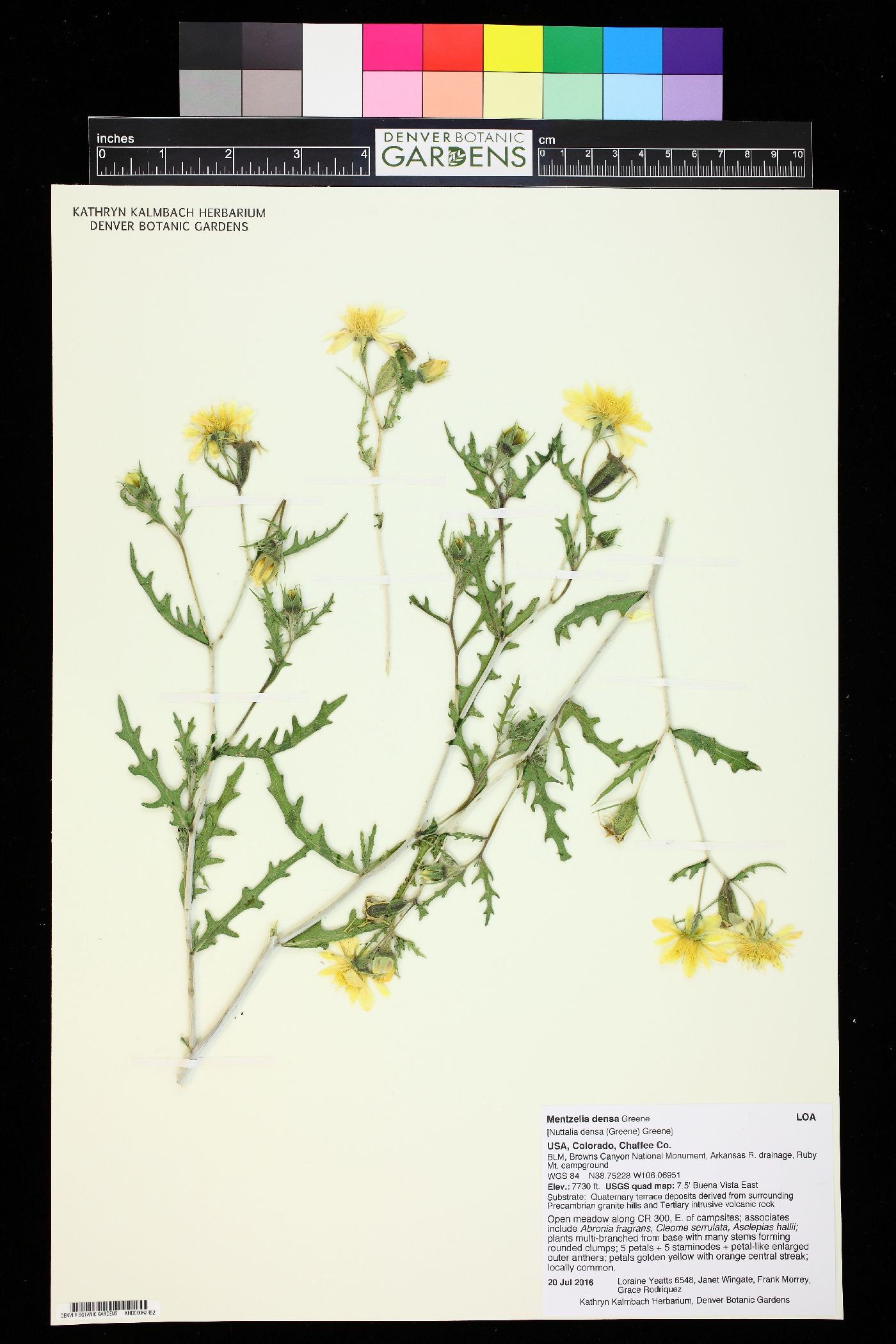 Mentzelia densa image