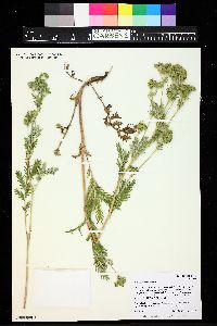 Potentilla pensylvanica image