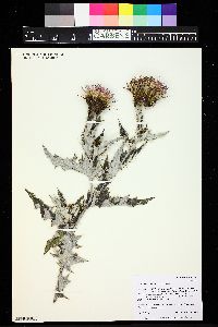 Cirsium undulatum image