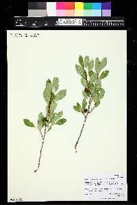 Prunus pumila subsp. besseyi image