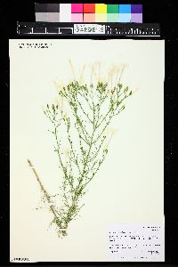 Ipomopsis longiflora image