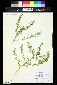 Chenopodium berlandieri image