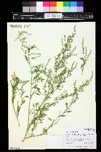 Chenopodium berlandieri image