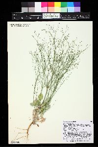 Eriogonum cernuum image