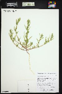 Image of Corispermum navicula