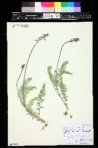 Oxytropis deflexa subsp. sericea image