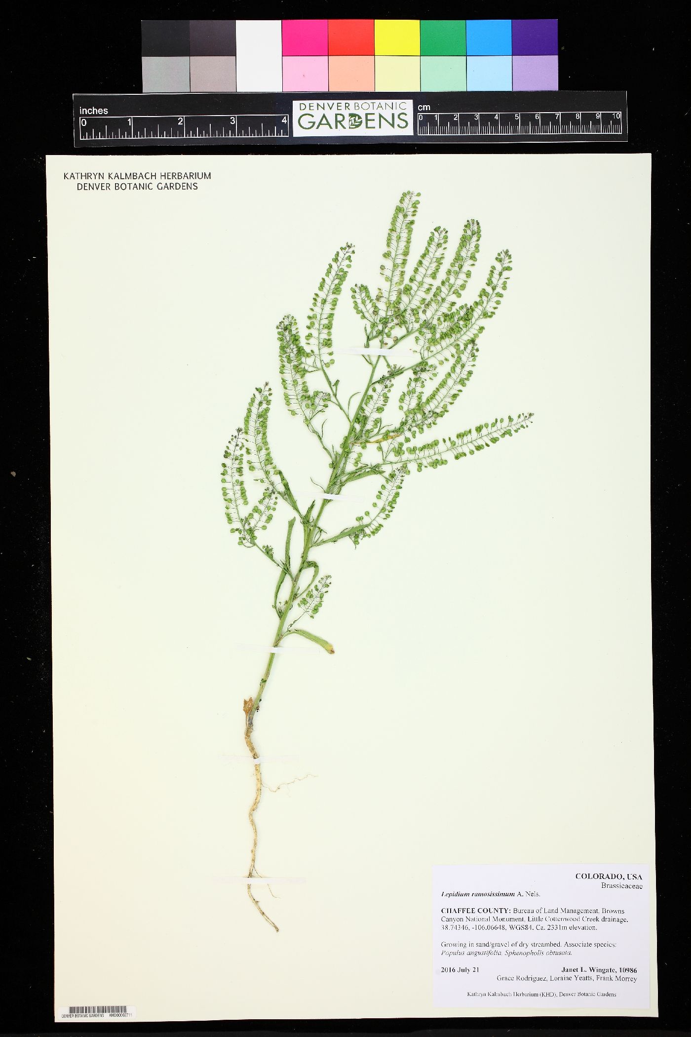 Lepidium ramosissimum image