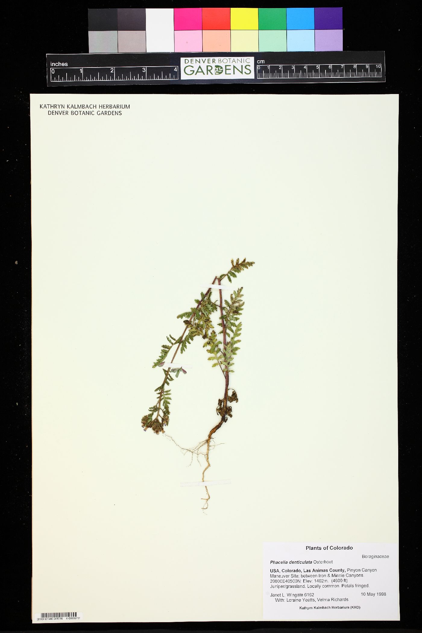 Phacelia denticulata image
