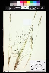 Festuca hallii image