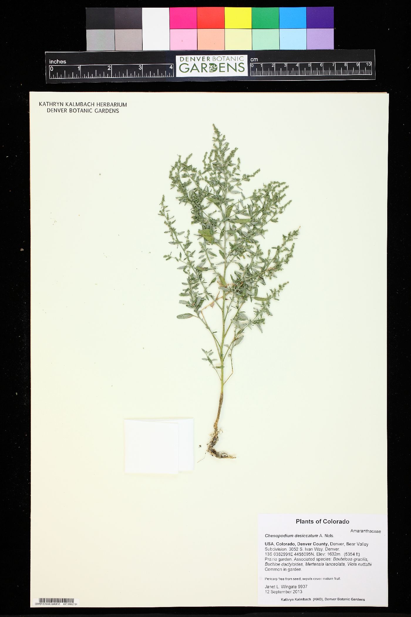 Chenopodium desiccatum image