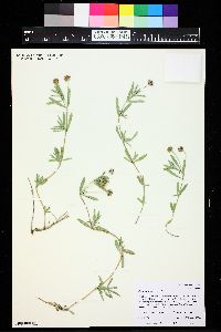 Phyla cuneifolia image