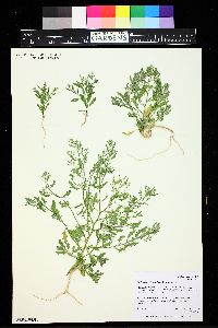 Cycloloma atriplicifolium image