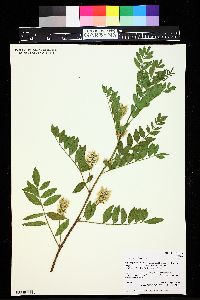 Glycyrrhiza lepidota image