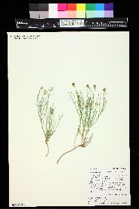 Chaetopappa ericoides image