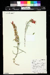 Castilleja integra image