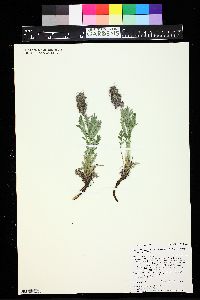 Phacelia sericea image